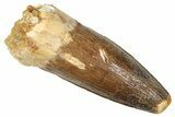 Fossil Spinosaurus Tooth - Feeding Worn Tooth #372928-1
